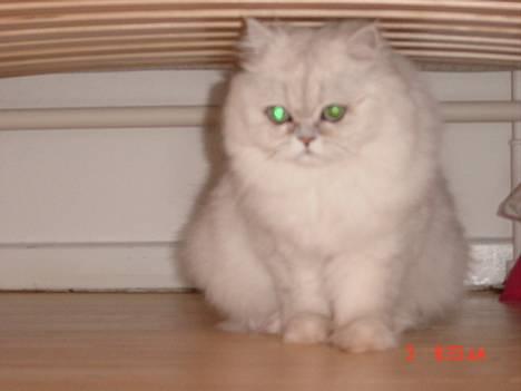 Perser Vaniljus (solgt) - er jeg sød ? og vil du ikke nok snakke lidt med mig? billede 2