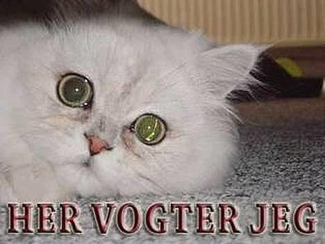 Perser Vaniljus (solgt) - ... billede 3