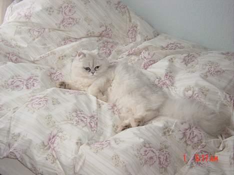 Perser Vaniljus (solgt) - God morgen billede 4