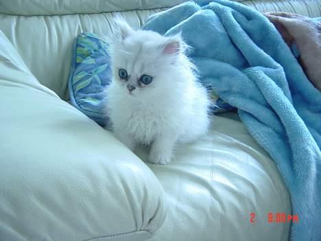 Perser Vaniljus (solgt) - Vaniljus 2 måneder gammel billede 5