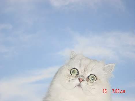 Perser Vaniljus (solgt) - Vaniljus ude på vores balkon billede 6