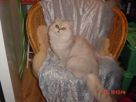 Perser Vaniljus (solgt) - Vil du ikke nok snakke med mig søde? billede 7