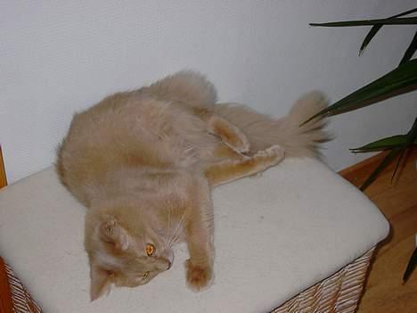 Somali Shiska's Baal *død august 2010* - En eller anden kom og kæl mig billede 2