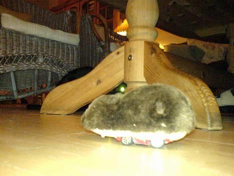 Huskat Simba.  - Simba med sin fjernstyret mus, kan lige se Simba´s lysene øje over musens nakke! billede 16