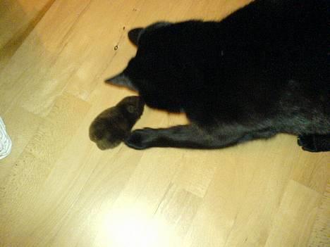 Huskat Simba.  - kom så mus. løb igen, så jeg kan fange dig igen! billede 17