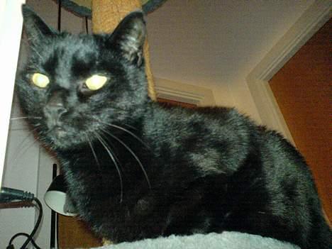 Huskat Simba.  billede 18