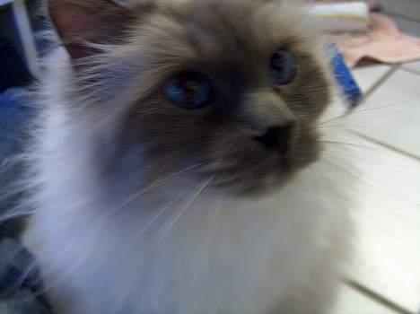 Hellig Birma Bastian aka Basse - Må jeg ikke nok??? Pleeeaaase? billede 6