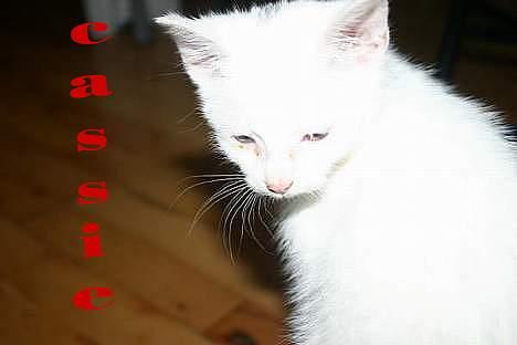 Blanding af racer Cassie †Død† - Cassie billede 12