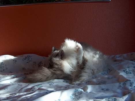 Hellig Birma Bastian aka Basse billede 7