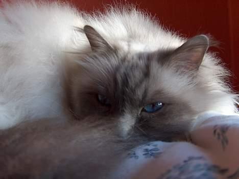 Hellig Birma Bastian aka Basse - Nu kan I se mig... billede 8