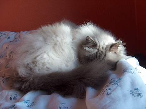 Hellig Birma Bastian aka Basse - ...Nu kan I ikke... Hehe, griner Basse bag sin hale :-D billede 9