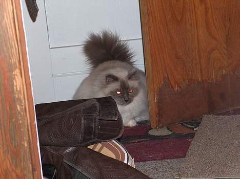 Hellig Birma Bastian aka Basse - Ready when you are... billede 10