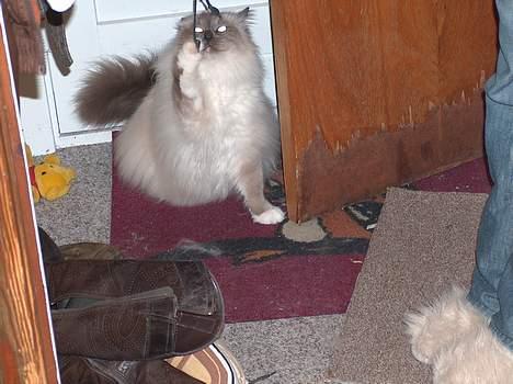 Hellig Birma Bastian aka Basse - Haps! billede 11