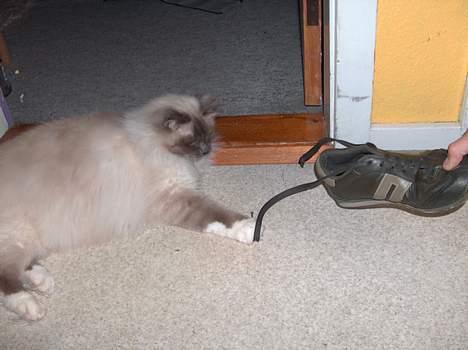 Hellig Birma Bastian aka Basse - Hvor tror du, DU skal hen? Ikke med DEN sko i hvert fald - tihi billede 12