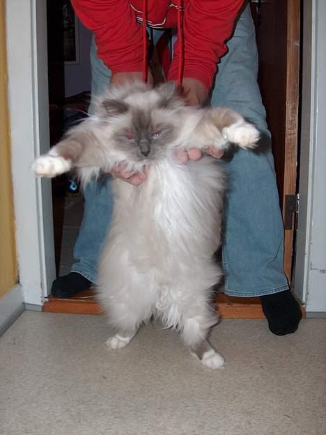 Hellig Birma Bastian aka Basse - Den store afskyelige snekat - Rooarhh! billede 13