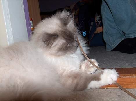 Hellig Birma Bastian aka Basse - Mmm... Kan det spises? billede 14