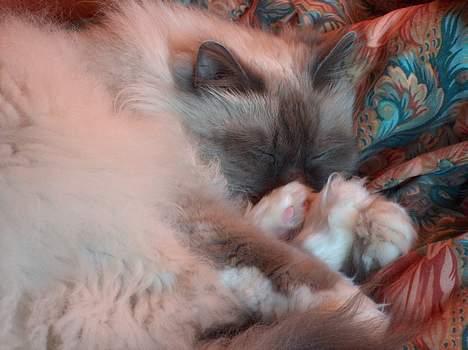 Hellig Birma Bastian aka Basse - Zzz.. billede 15