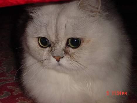 Perser Vaniljus (solgt) - dec. 2005 billede 8