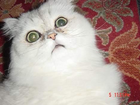 Perser Vaniljus (solgt) - hvor er den mus henne? billede 9