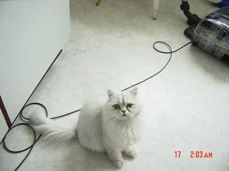 Perser Vaniljus (solgt) - måske lidt mad? billede 10