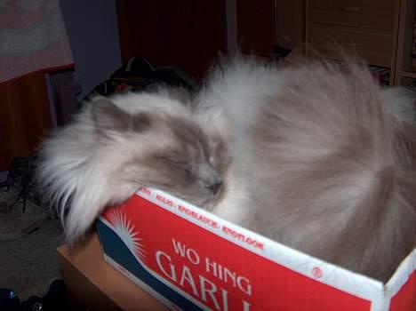 Hellig Birma Bastian aka Basse - Bastian ÆLSKER at skrue sig ned i kasser, som han lige præcis kan være i. billede 16