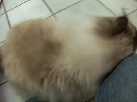 Hellig Birma Bastian aka Basse - "Hej!" - Bastian mener nok, det ser mere intelligent ud, at katte siger hej ved at gå ind i folk med hovedet, end at mennesker gør det - klog kat :-) billede 17