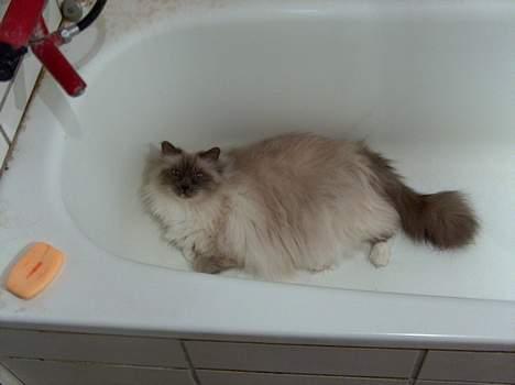 Hellig Birma Bastian aka Basse - Iiih altså... De fandt mig! Det her betyder ikke, jeg vil i bad... At I ved det! billede 18