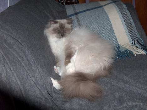 Hellig Birma Bastian aka Basse - Sofaen er en dejlig seng :-) billede 19