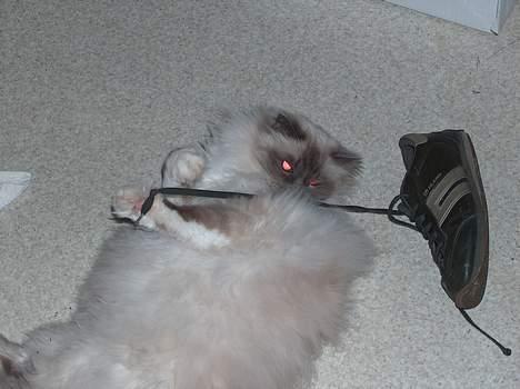 Hellig Birma Bastian aka Basse - Ha! Jeg fik skoen til sidst! billede 20