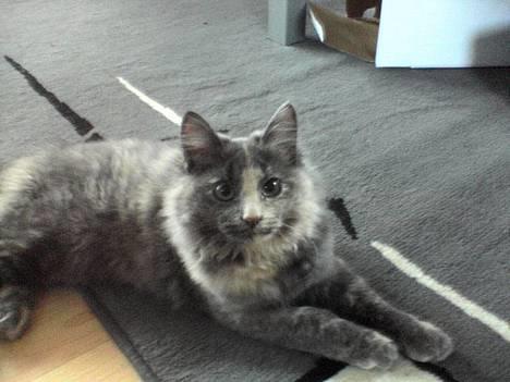 Norsk Skovkat Tikki  *Forsvundet* :o( billede 1