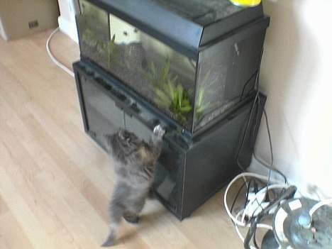 Norsk Skovkat Tikki  *Forsvundet* :o( - Den dag vi fik hende hjem... spændende akvarie billede 2