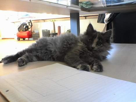 Norsk Skovkat Tikki  *Forsvundet* :o( - tager en slapper på hylden under bordet billede 3