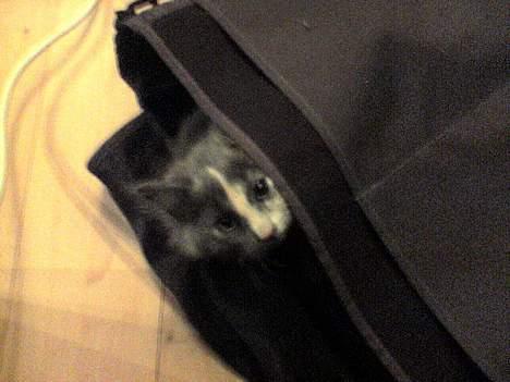 Norsk Skovkat Tikki  *Forsvundet* :o( - Kan du se mig nu? billede 4