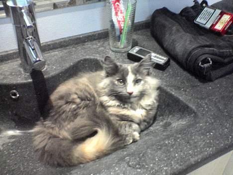 Norsk Skovkat Tikki  *Forsvundet* :o( - Hun eksler at ligge og sove i håndvasken billede 5