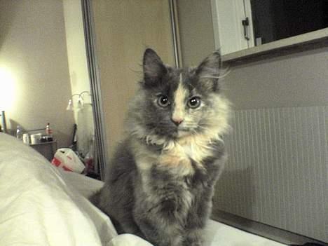 Norsk Skovkat Tikki  *Forsvundet* :o( billede 6