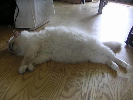 Hellig Birma Kiwi von Sivebæk - Åhh det er hårdt at være gravid... billede 4