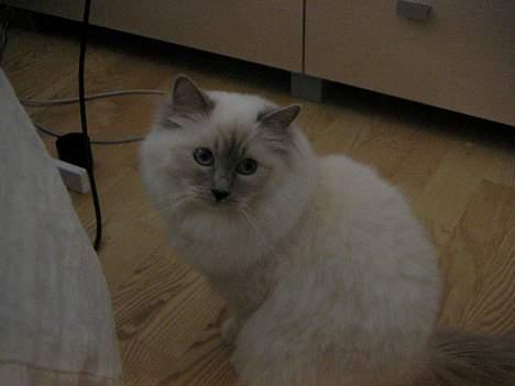 Hellig Birma Kiwi von Sivebæk billede 5