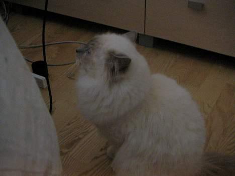 Hellig Birma Kiwi von Sivebæk billede 6