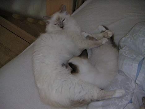 Hellig Birma Kiwi von Sivebæk - Darling er lige reserve mor, men det har hun det fint med. billede 8