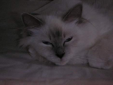 Hellig Birma Kiwi von Sivebæk - Uhh man er lidt træt... billede 9