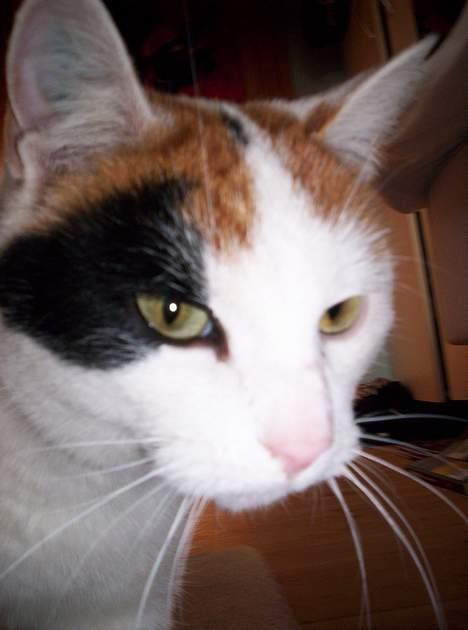 Blanding af racer Penny (aflivet) - Penny´s kønne hoved :) billede 1