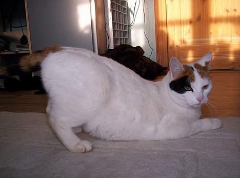 Blanding af racer Penny (aflivet) - endnu en af hendes mærkeligt måder og stå på billede 2