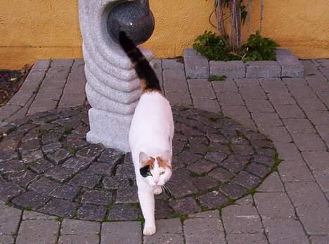 Blanding af racer Penny (aflivet) billede 3