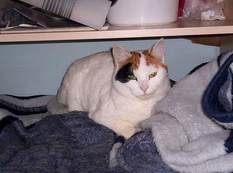 Blanding af racer Penny (aflivet) - mit hjørne.. Zzzzz billede 4