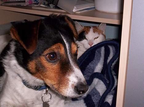 Blanding af racer Penny (aflivet) - de kan jo godt sammen (^^) billede 5