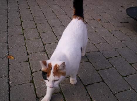 Blanding af racer Penny (aflivet) - here I come billede 6