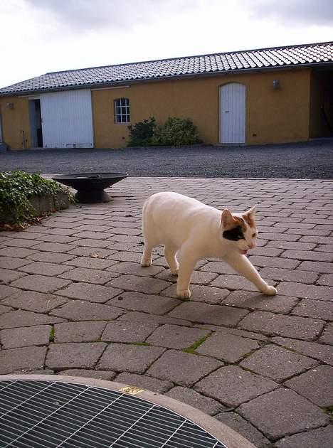 Blanding af racer Penny (aflivet) - catwalk billede 7