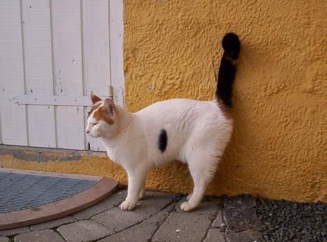 Blanding af racer Penny (aflivet) - man kan lige se hendes plet på siden, er den ikk sød? billede 8