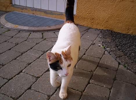 Blanding af racer Penny (aflivet) - lad nu være med at gå billede 9