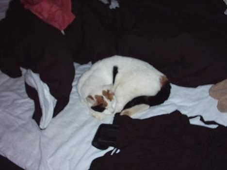 Blanding af racer Penny (aflivet) - du kan ikke se mig :P billede 10